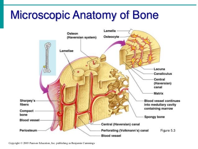 Anatomy of skeletal system