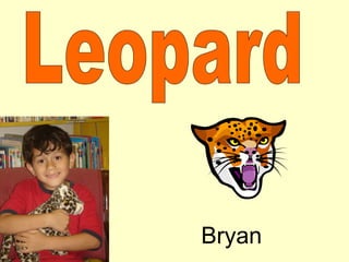 Leopard Bryan 