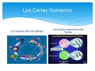 Los Genes Humanos


                          Los Genes Supresores De
La Lectura De Los Genes           Tumor
 
