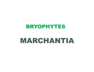 BRYOPHYTES

MARCHANTIA
 