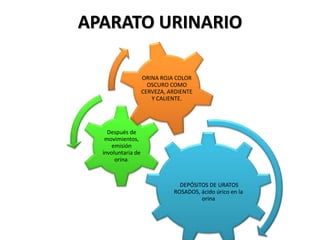 APARATO URINARIO
DEPÓSITOS DE URATOS
ROSADOS, ácido úrico en la
orina
Después de
movimientos,
emisión
involuntaria de
orina.
ORINA ROJA COLOR
OSCURO COMO
CERVEZA, ARDIENTE
Y CALIENTE.
 
