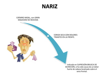 NARIZ
CATARRO NASAL, con GRAN
SEQUEDAD DE MUCOSA
CORIZA SECA CON DOLORES
TIRANTES EN LA FRENTE.
indicado en SUPRESIÓN BRUSCA DE
SECRECIÓN, si ha sido causa de un dolor
fuerte de cabeza localizado sobre el
seno frontal.
 
