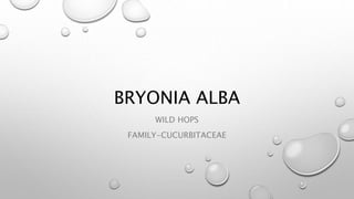BRYONIA ALBA
WILD HOPS
FAMILY-CUCURBITACEAE
 