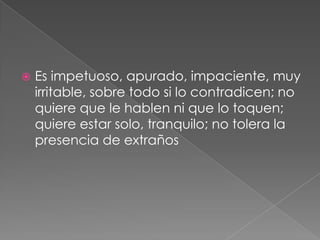 Es impetuoso, apurado, impaciente, muy irritable, sobre todo si lo contradicen; no quiere que le hablen ni que lo toquen; quiere estar solo, tranquilo; no tolera la presencia de extraños
