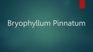 Bryophyllum Pinnatum
 