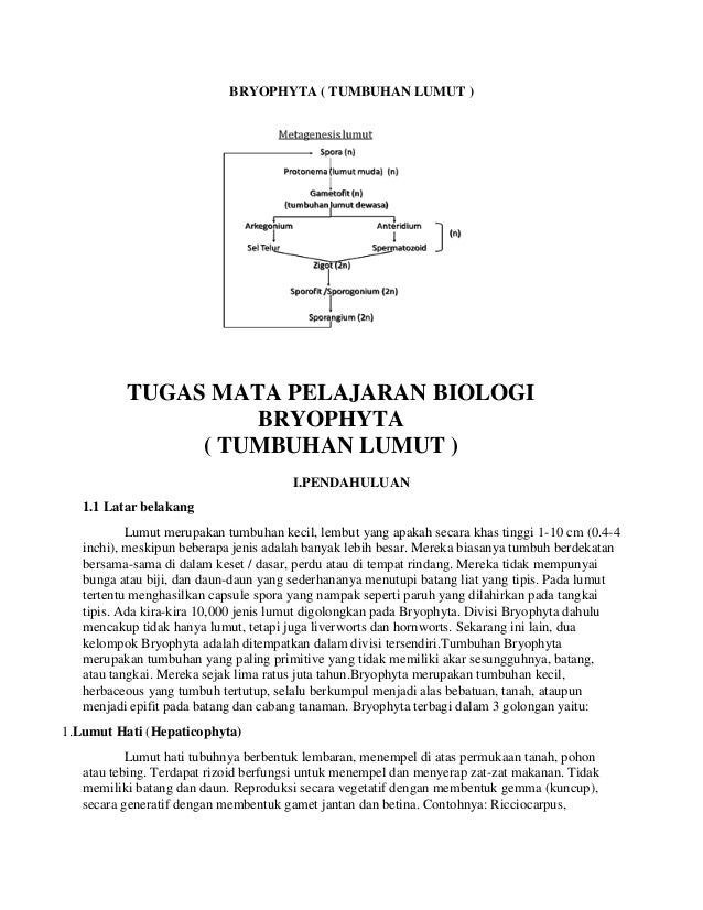 Alat Kelamin Jantan Pada Tumbuhan Lumut Disebut - Coba Sebutkan