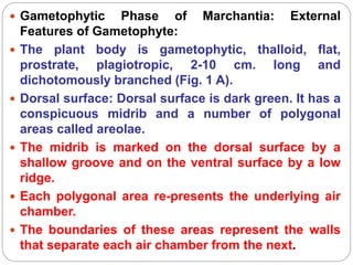  Gametophytic Phase of Marchantia: External
Features of Gametophyte:
 The plant body is gametophytic, thalloid, flat,
prostrate, plagiotropic, 2-10 cm. long and
dichotomously branched (Fig. 1 A).
 Dorsal surface: Dorsal surface is dark green. It has a
conspicuous midrib and a number of polygonal
areas called areolae.
 The midrib is marked on the dorsal surface by a
shallow groove and on the ventral surface by a low
ridge.
 Each polygonal area re-presents the underlying air
chamber.
 The boundaries of these areas represent the walls
that separate each air chamber from the next.
 