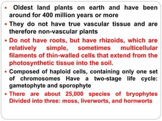  Oldest land plants on earth and have been
around for 400 million years or more
 They do not have true vascular tissue and are
therefore non-vascular plants
 Do not have roots, but have rhizoids, which are
relatively simple, sometimes multicellular
filaments of thin-walled cells that extend from the
photosynthetic tissue into the soil.
 Composed of haploid cells, containing only one set
of chromosomes Have a two-stage life cycle:
gametophyte and sporophyte
 There are about 25,000 species of bryophytes
Divided into three: moss, liverworts, and hornworts
 