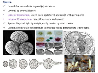 Spores:
 Unicellular, uninucleate haploid (n) structure
 Covered by two wall layers:
 Exine or Exosporium: Outer, thick, sculptured and rough with germ pores
 Intine or Endosporium: Inner, thin, elastic and smooth
 Spores: Tiny and light by weight, easily carried by wind current
 Germinate on suitable substratum to produce young gametophyte (Protonema)
 