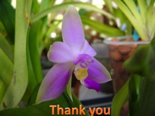 Bryophyta General Characteristics and Economic Importance - Copy.ppt