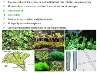  True roots absent. Unicellular or multicellular hair-like rhizoids present ventrally
 Rhizoids absorbs water and nutrients from soil and are of two types:
 Smooth walled
 Tuberculate
 Vascular tissue i.e. xylem and phloem absent
 All bryophytes are homosporous
 Spores germinate into filamentous or thalloid protonema
 