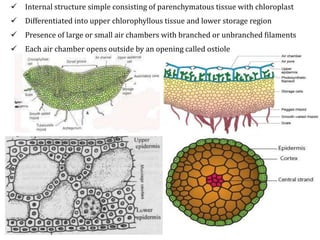  Internal structure simple consisting of parenchymatous tissue with chloroplast
 Differentiated into upper chlorophyllous tissue and lower storage region
 Presence of large or small air chambers with branched or unbranched filaments
 Each air chamber opens outside by an opening called ostiole
 