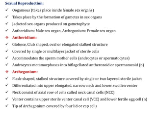 Sexual Reproduction:
 Oogamous (takes place inside female sex organs)
 Takes place by the formation of gametes in sex organs
 Jacketed sex organs produced on gametophyte
 Antheridium: Male sex organ, Archegonium: Female sex organ
 Antheridium:
 Globose, Club shaped, oval or elongated stalked structure
 Covered by single or multilayer jacket of sterile cells
 Accommodates the sperm mother cells (androcytes or spermatocytes)
 Androcytes metamorphoses into biflagellated antherozoid or spermatozoid (n)
 Archegonium:
 Flask-shaped, stalked structure covered by single or two layered sterile jacket
 Differentiated into upper elongated, narrow neck and lower swollen venter
 Neck consist of axial row of cells called neck canal cells (NCC)
 Venter contains upper sterile venter canal cell (VCC) and lower fertile egg cell (n)
 Tip of Archegonium covered by four lid or cap cells
 