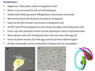 Fertilization:
 Oogamous: Takes place within archegonial venter
 Water is very essential for the act of fertilization
 Antherozids (Male gametes): Biflagellated, chemotactic and motile
 Attracted towards the chemical secreted by archegonia
 Swim on the film of water and reaches archegonial neck
 All NCC and VCC disintegrates to form sticky mucilage containing malic acid
 Lid or cap cells separates to form minute opening for entry of spermatozoids
 Many sperms enter the Archegonium but only one unite with egg cell
 Union of sperm nucleus (n) with egg nucleus (n) forms diploid zygote
 Divides repeatedly to form multicellular embryo and into sporophyte
 