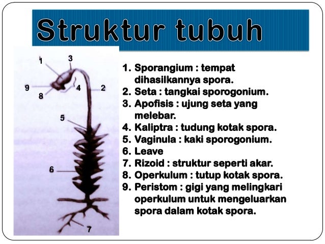 Bryophyta Pteridophyta