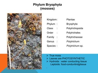 Phylum Bryophyta
(mosses)

Kingdom:

Plantae

Phylum :

Bryophyta

Class

:

Polytrichopsida

Order

:

Polytrichales

Family

:

Polytrichaceae

Genus

:

Polytrichum

Species :

Polytrichum sp.

 True moss
 Leaves are PHOTOSYNTHETIC
 Hydroids : water conducting tissue
Leptoids: food-conduvtindgtissue
.

 