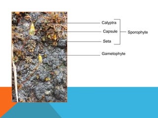 Calyptra
Capsule
Seta
Gametophyte

Sporophyte

 