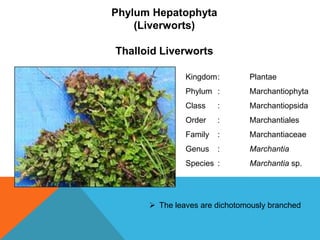 Phylum Hepatophyta
(Liverworts)

Thalloid Liverworts
Kingdom:

Plantae

Phylum :

Marchantiophyta

Class

:

Marchantiopsida

Order

:

Marchantiales

Family

:

Marchantiaceae

Genus

:

Marchantia

Species :

Marchantia sp.

 The leaves are dichotomously branched

 