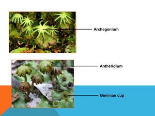 Archegonium

Antheridium

Gemmae cup

 