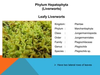 Phylum Hepatophyta
(Liverworts)
Leafy Liverworts
Kingdom:

Plantae

Phylum :

Marchantiophyta

Class

:

Jungermanniopsida

Order

:

Jungermanniales

Family

:

Plagiochilaceae

Genus

:

Plagiochila

Species :

Plagiochila sp.

 Have two lateral rows of leaves

 