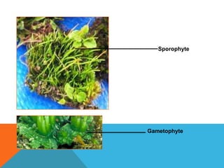 Sporophyte

Gametophyte

 