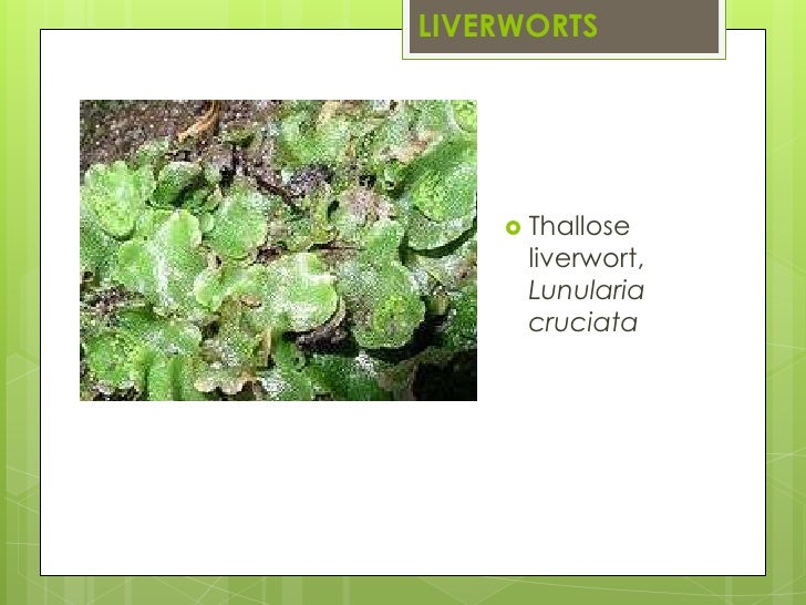 Bryophytes