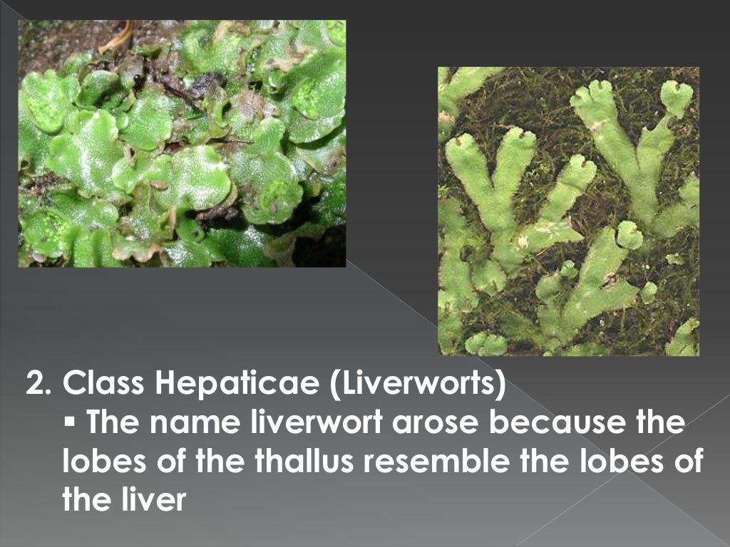 Bryophytes( Non Vascular Plants)