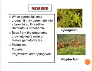 Bryophytes :Amphibians of Plant Kingdom | PPTX