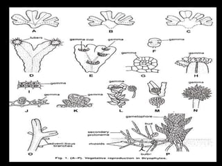 Bryophytes | PPTX