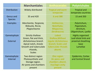 Marchantiales Polytrichales
Distribution Widely distributed Tropical and
temperate countries
Genus and
Species
35 and 420 15 and 350
Examples Marchantia, Targionia,
Reboulia, Riccia,
Plagiochasma
Polytrichum,
Pogonatum,
Atrichum,
Oligotrichum, Lyellia
Gametophyte
External
Strictly thallose
Green, flat and thick,
dichotomous branch
Apical notch, Areole
Smooth and tuberculate
rhizoids,
Scales
Highly organised
Leaf-distal limb and
proximal sheathing
base
Lamellae
Gametophyte
Internal
Two distinct region
Photosynthetic and
Storage region.
Air pores and chambers
present
Epidermis, Cortex
and Central Strand
 