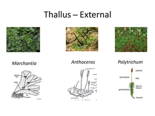 Thallus ̶ External
Marchantia Anthoceros Polytrichum
 