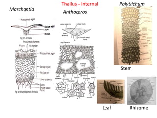 Thallus ̶ Internal
Marchantia
Anthoceros
Polytrichum
Stem
Leaf Rhizome
 