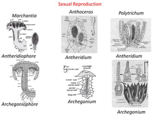 Sexual Reproduction
Antheridiophore
Anthoceros Polytrichum
Marchantia
Archegoniophore
Antheridium
Archegonium
Antheridium
Archegonium
 