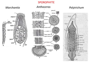SPOROPHYTE
Marchantia Anthoceros Polytrichum
 