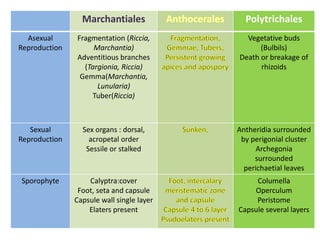 Marchantiales Polytrichales
Asexual
Reproduction
Fragmentation (Riccia,
Marchantia)
Adventitious branches
(Targionia, Riccia)
Gemma(Marchantia,
Lunularia)
Tuber(Riccia)
Vegetative buds
(Bulbils)
Death or breakage of
rhizoids
Sexual
Reproduction
Sex organs : dorsal,
acropetal order
Sessile or stalked
Antheridia surrounded
by perigonial cluster
Archegonia
surrounded
perichaetial leaves
Sporophyte Calyptra:cover
Foot, seta and capsule
Capsule wall single layer
Elaters present
Columella
Operculum
Peristome
Capsule several layers
 