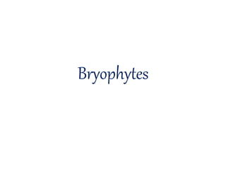 Bryophytes
 