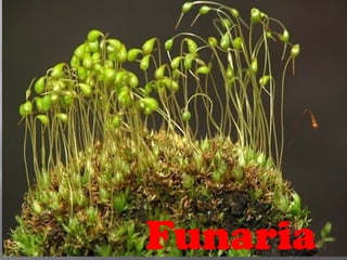 Funaria
 