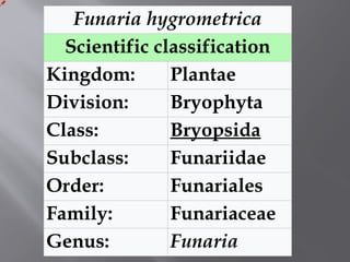 Funaria hygrometrica
Scientific classification
Kingdom: Plantae
Division: Bryophyta
Class: Bryopsida
Subclass: Funariidae
Order: Funariales
Family: Funariaceae
Genus: Funaria
 