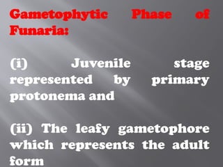 Gametophytic Phase of
Funaria:
(i) Juvenile stage
represented by primary
protonema and
(ii) The leafy gametophore
which represents the adult
form
 
