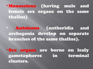 •Monoecious (having male and
female sex organs on the same
thallus)
• Autoicous (antheridia and
archegonia develop on separate
branches of the same thallus).
•Sex organs are borne on leafy
gametophores in terminal
clusters.
 