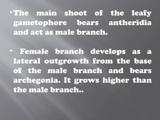 •The main shoot of the leafy
gametophore bears antheridia
and act as male branch.
• Female branch develops as a
lateral outgrowth from the base
of the male branch and bears
archegonia. It grows higher than
the male branch..
 