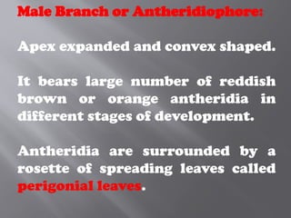 Male Branch or Antheridiophore:
Apex expanded and convex shaped.
It bears large number of reddish
brown or orange antheridia in
different stages of development.
Antheridia are surrounded by a
rosette of spreading leaves called
perigonial leaves.
 