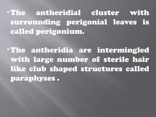 •The antheridial cluster with
surrounding perigonial leaves is
called perigonium.
•The antheridia are intermingled
with large number of sterile hair
like club shaped structures called
paraphyses .
 