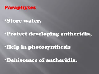 Paraphyses
•Store water,
•Protect developing antheridia,
•Help in photosynthesis
•Dehiscence of antheridia.
 