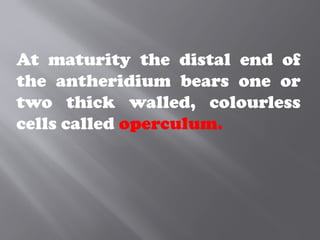 At maturity the distal end of
the antheridium bears one or
two thick walled, colourless
cells called operculum.
 