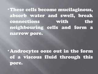 •These cells become mucilaginous,
absorb water and swell, break
connections with the
neighbouring cells and form a
narrow pore.
•Androcytes ooze out in the form
of a viscous fluid through this
pore.
 