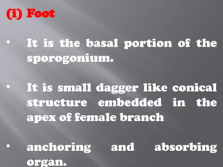 (i) Foot
• It is the basal portion of the
sporogonium.
• It is small dagger like conical
structure embedded in the
apex of female branch
• anchoring and absorbing
organ.
 