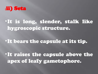 (ii) Seta
•It is long, slender, stalk like
hygroscopic structure.
•It bears the capsule at its tip.
•It raises the capsule above the
apex of leafy gametophore.
 