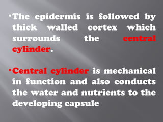 •The epidermis is followed by
thick walled cortex which
surrounds the central
cylinder.
•Central cylinder is mechanical
in function and also conducts
the water and nutrients to the
developing capsule
 
