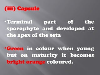 (iii) Capsule
•Terminal part of the
sporophyte and developed at
the apex of the seta
•Green in colour when young
but on maturity it becomes
bright orange coloured.
 